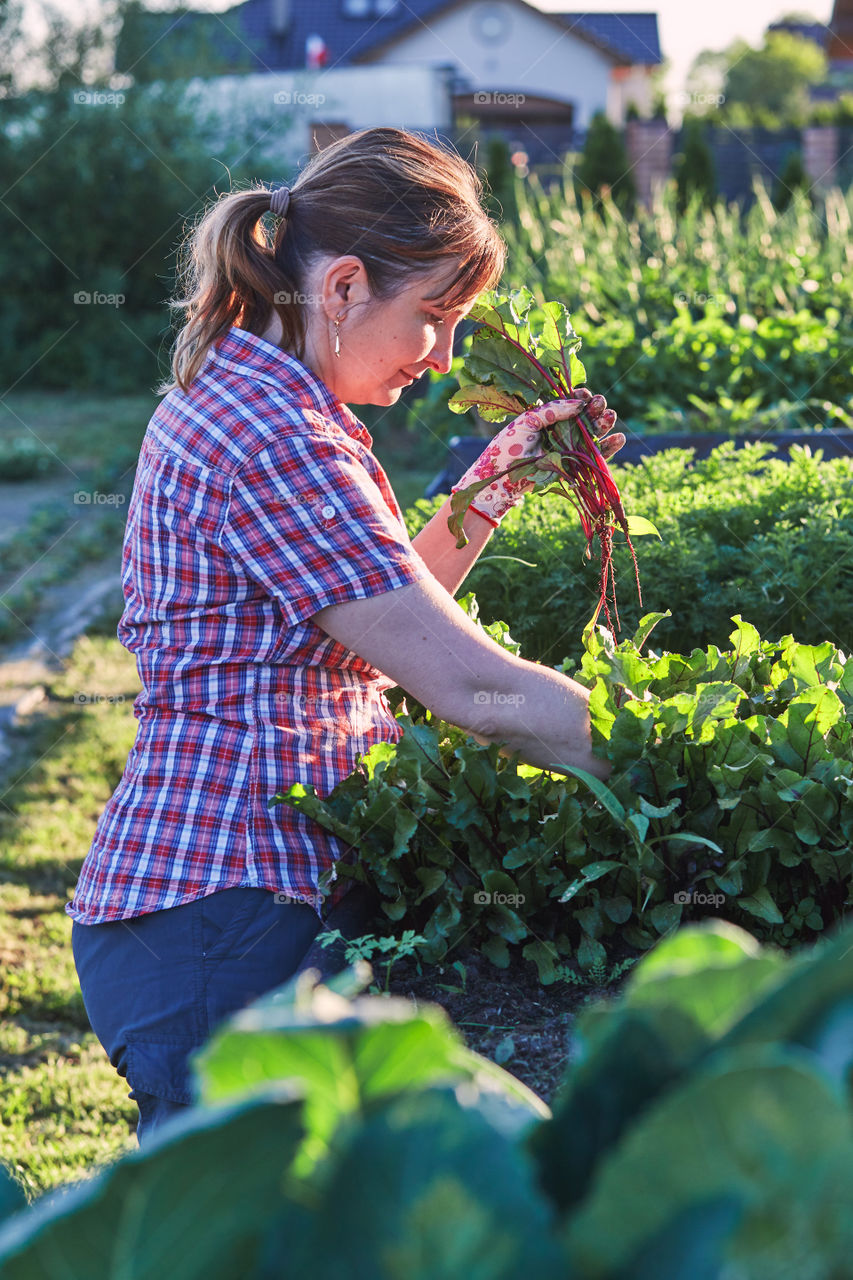 Woman working in a home garden in the backyard, picking the vegetables and put to wooden box. Candid people, real moments, authentic situations