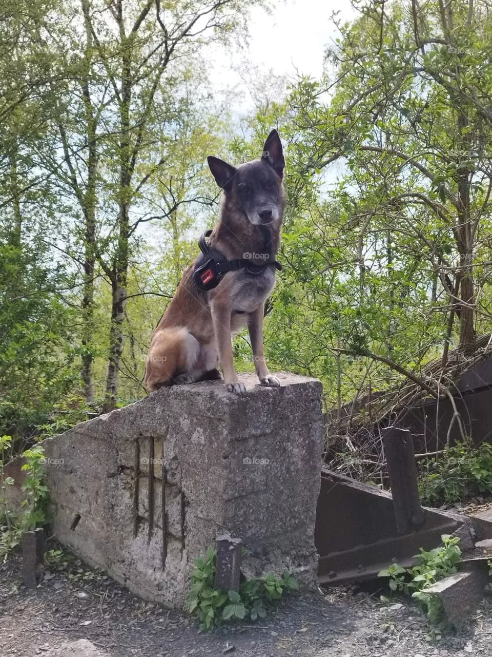 Malinois shepherd of my neighbor