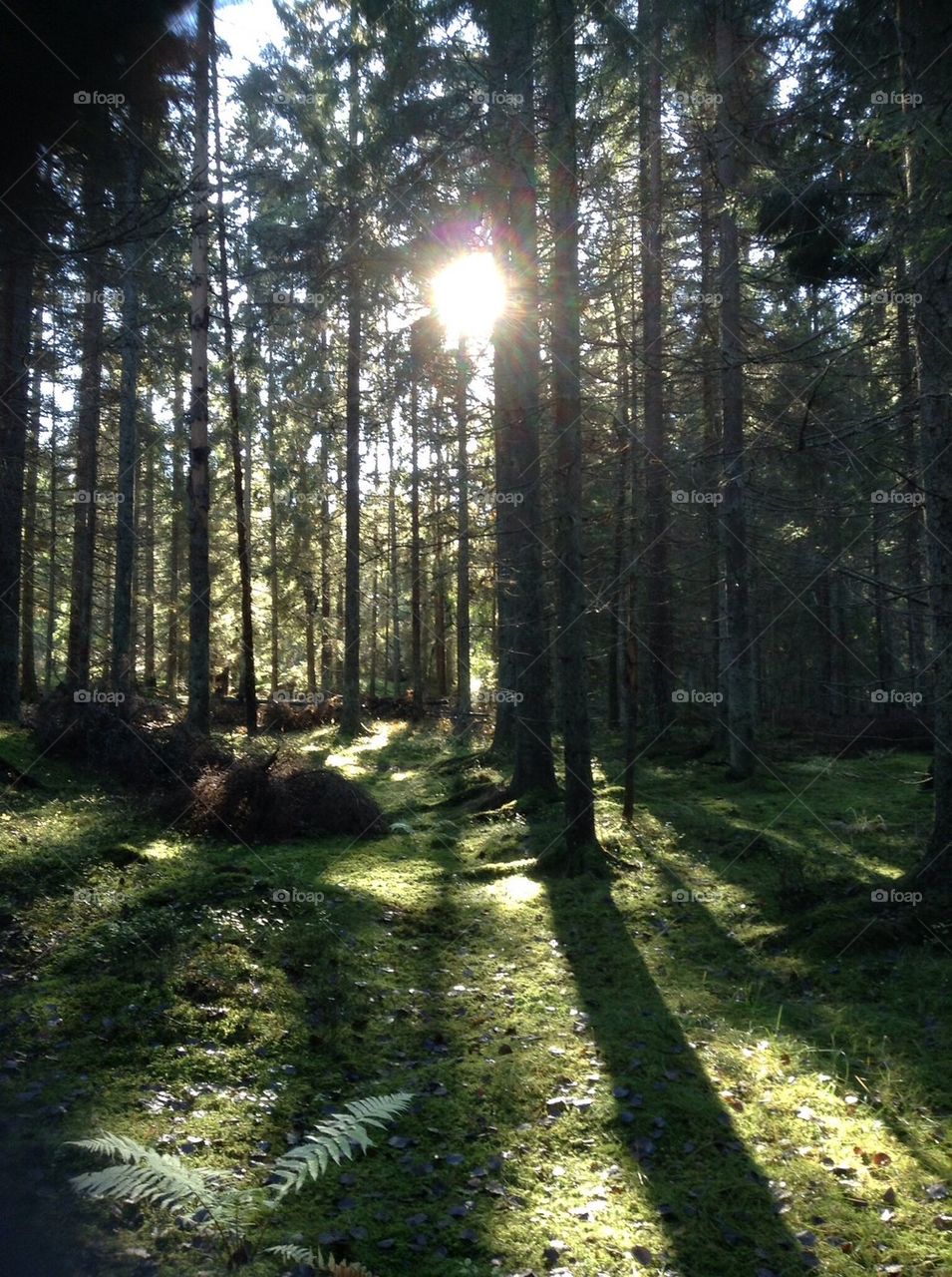 sweden sun trees haninge municipality by anetteaventyr