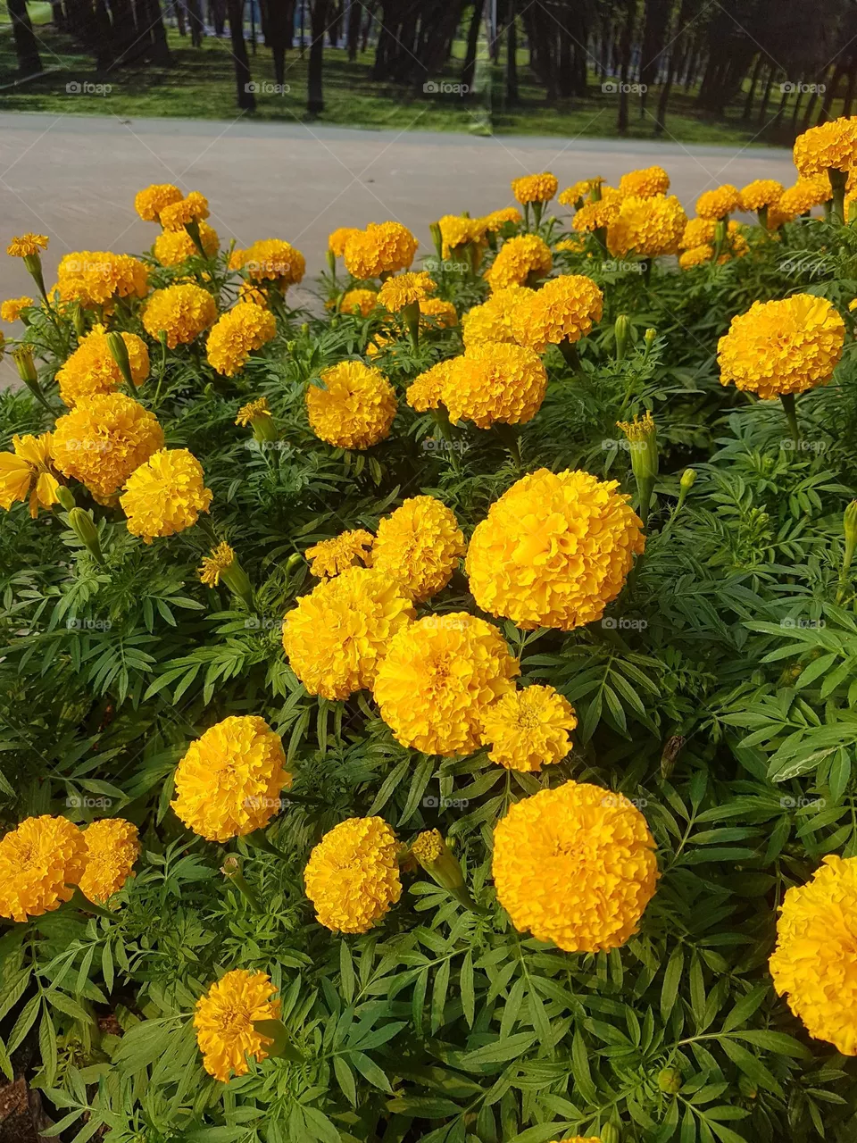 marigold