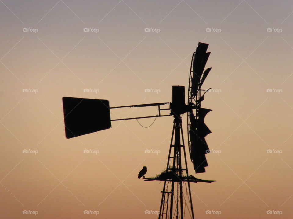 Owl sitting on the windmill close to it's nest as the sun sets on the horizon.