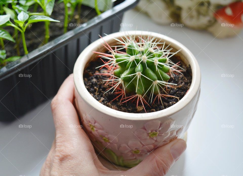 house plants cactus in pot in the hand