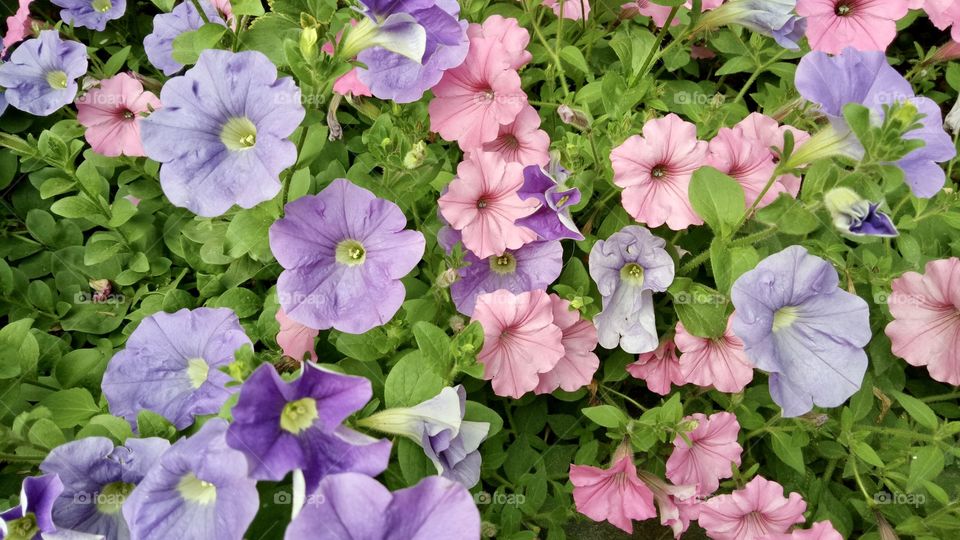 Beautiful, garden petunia flower blossoms with different colors. Spring, summer plants.