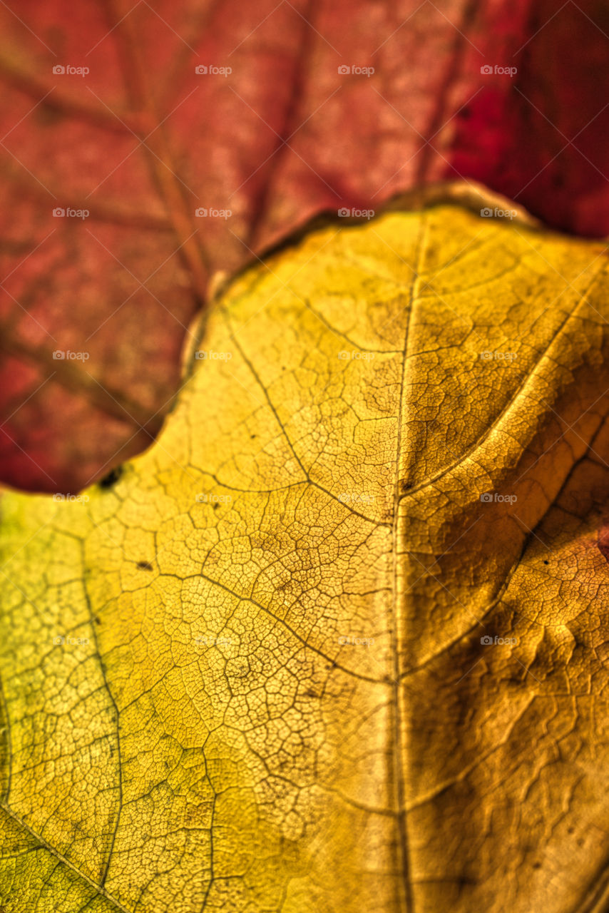 Textures of autumn colored leaf