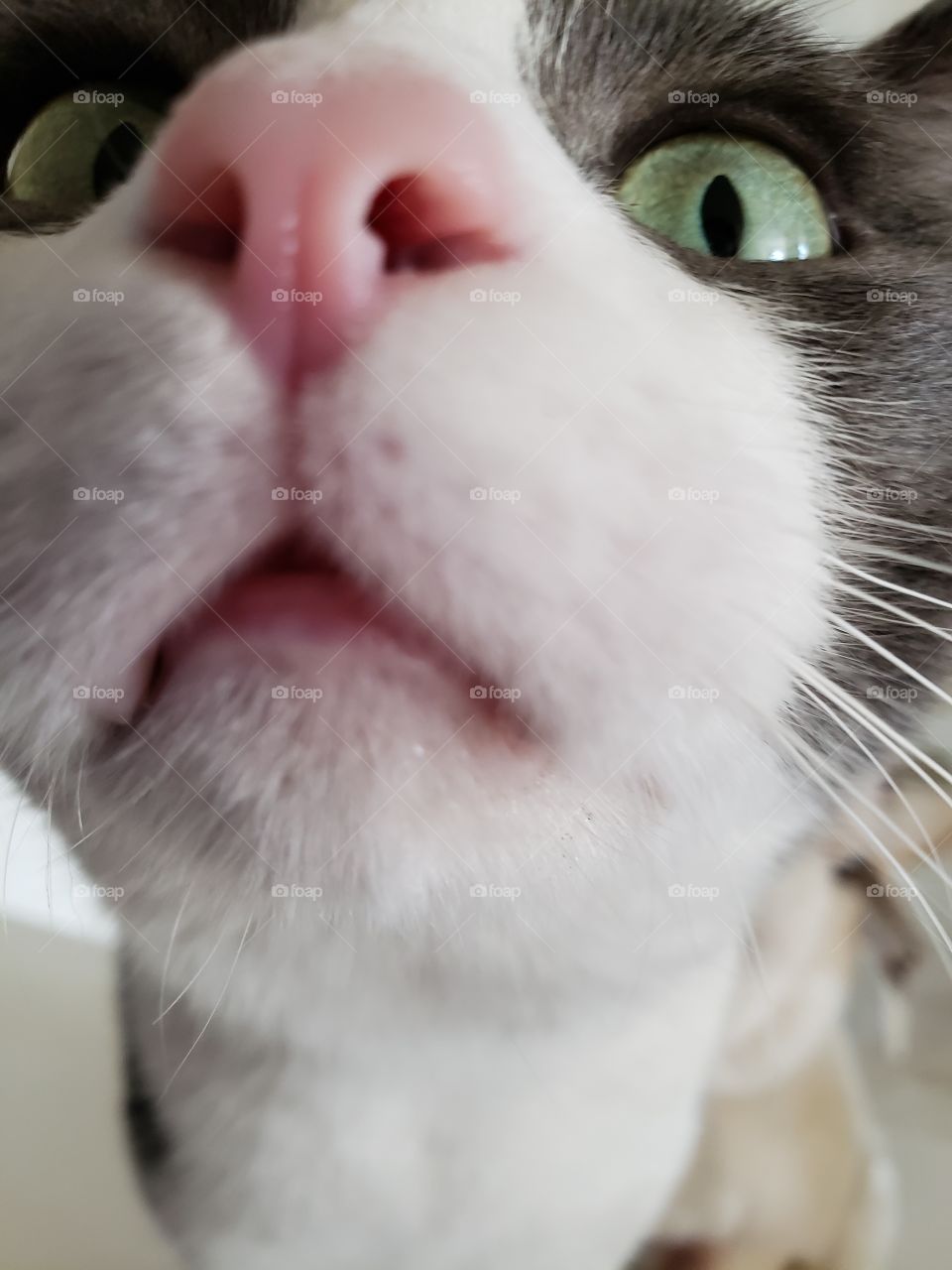 funny closeup of cat face
