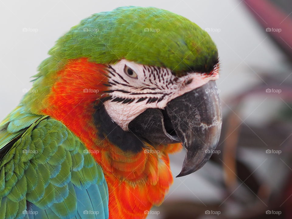 macaw parrot