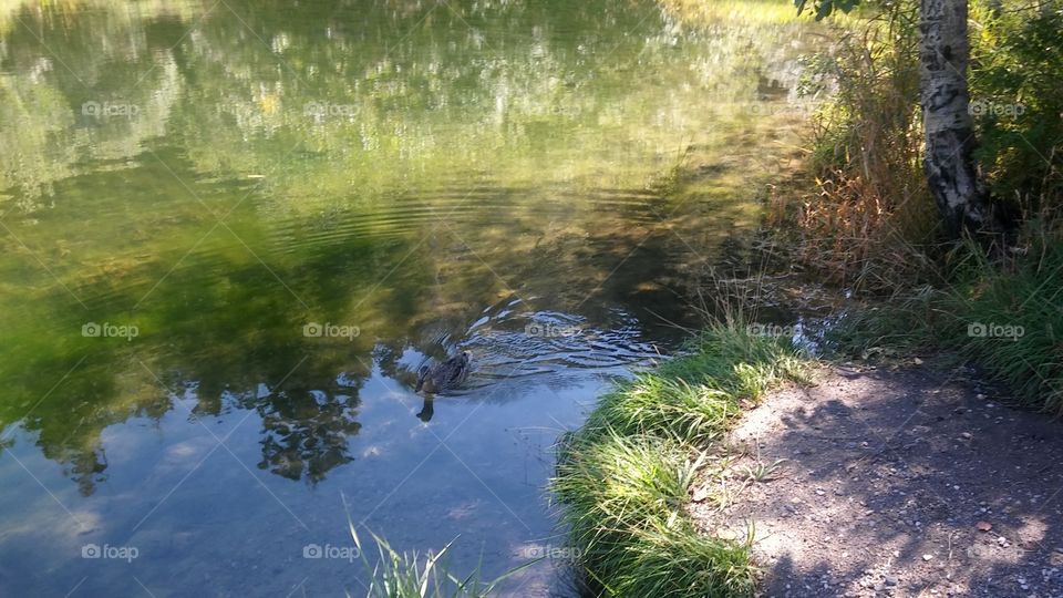 Duck! Ephraim Canyon