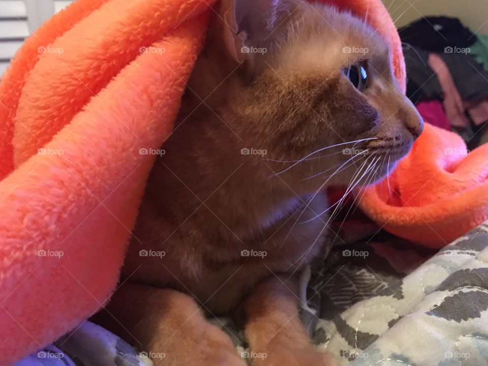 Ginger kitty under an orange blanket 