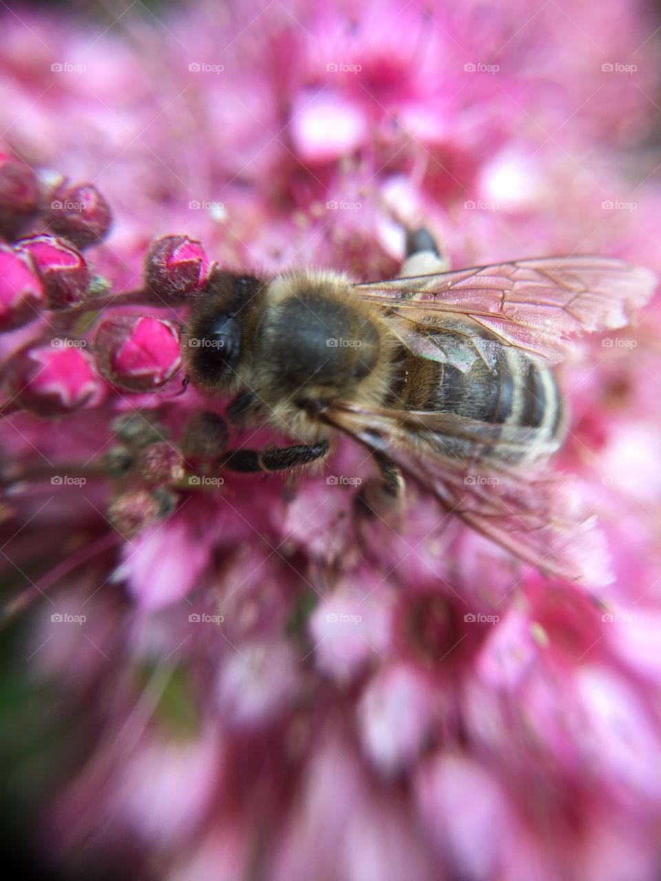 Honey bee at work