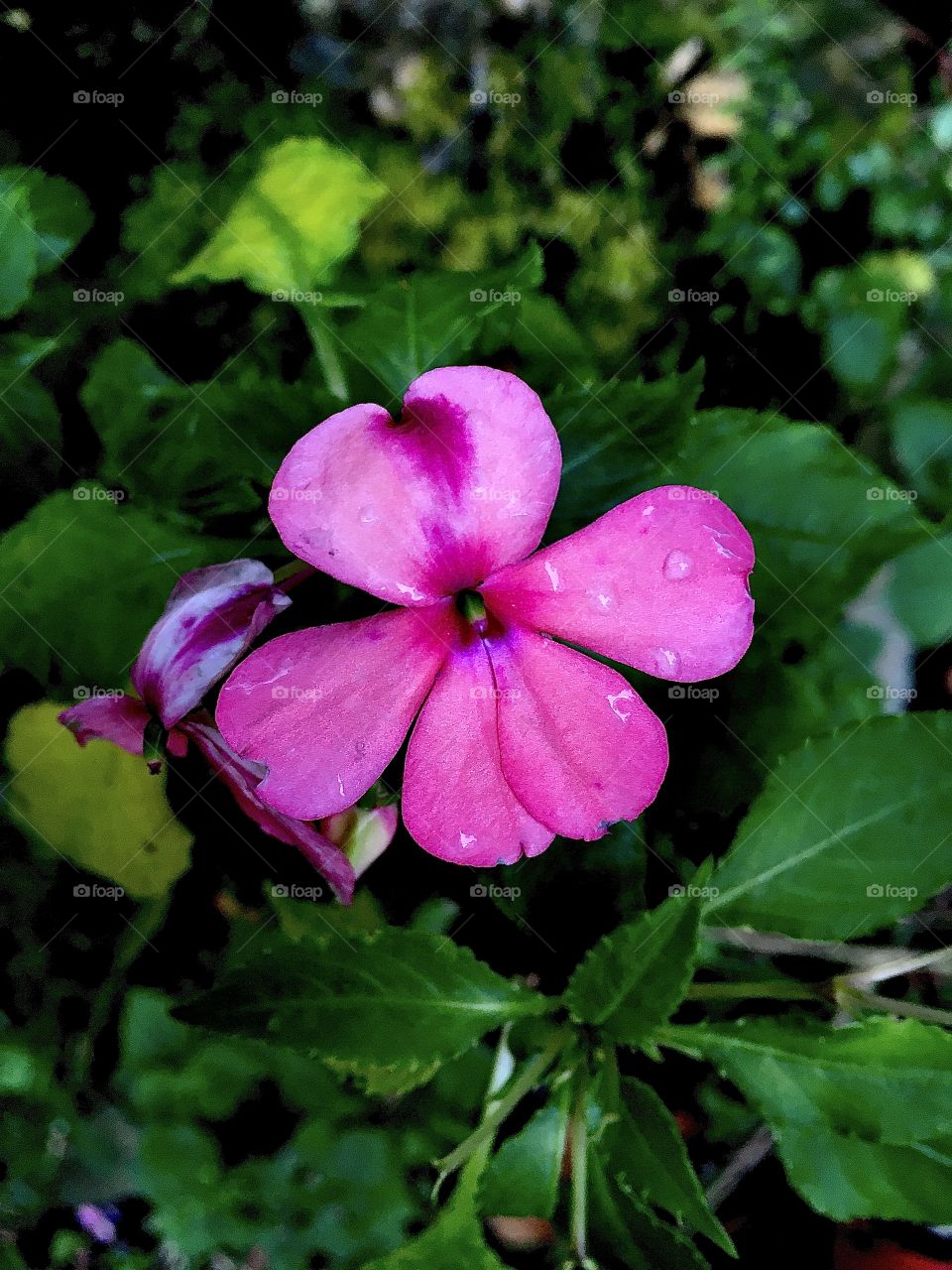 Nice pink flower