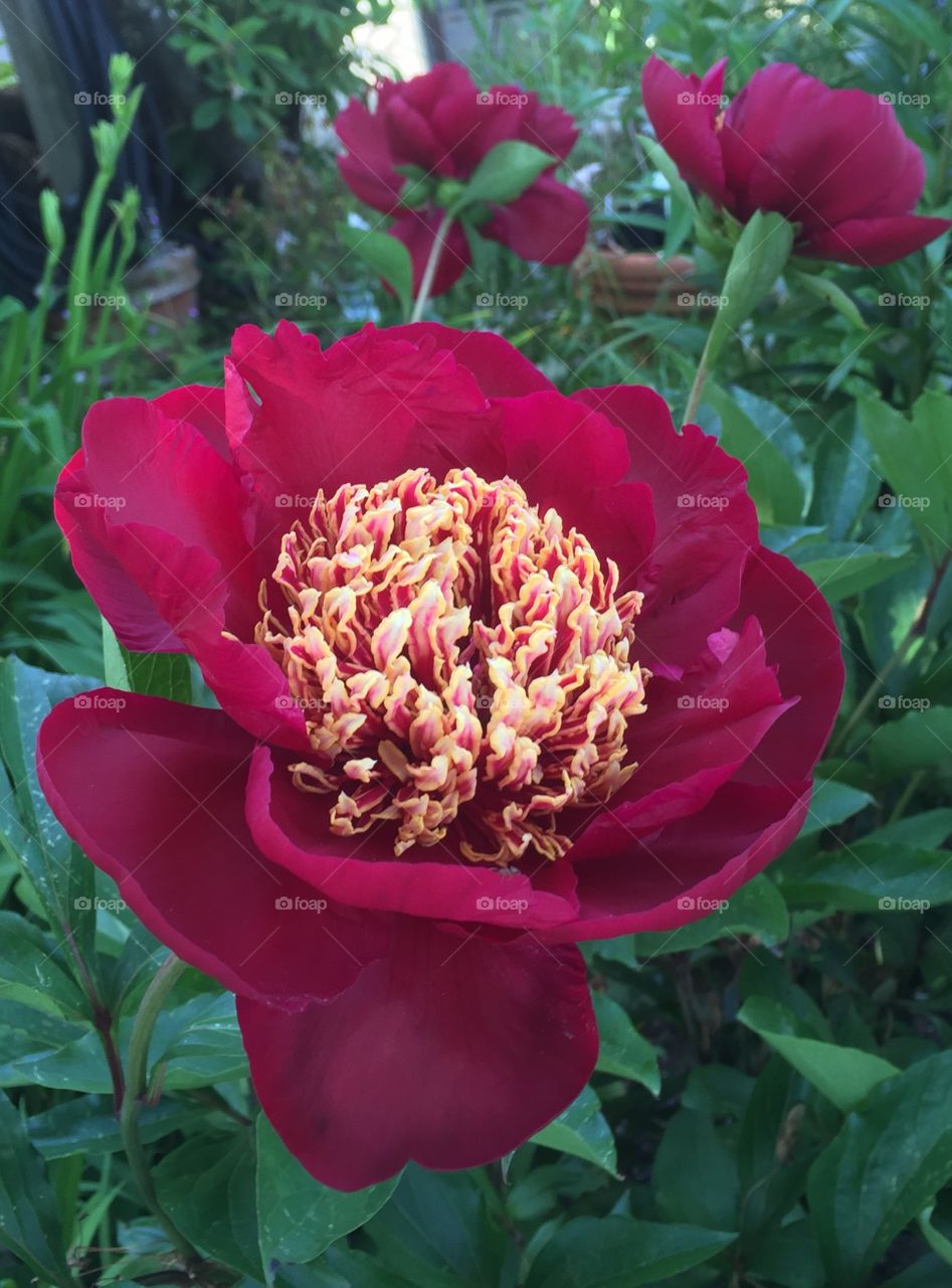 Close-up of pink peony flower