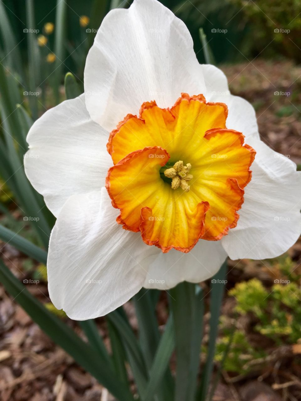 Narcissus closeup