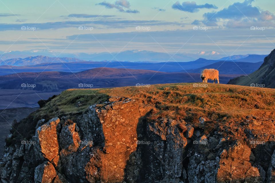 Sheep on cliff, Isle of Skye