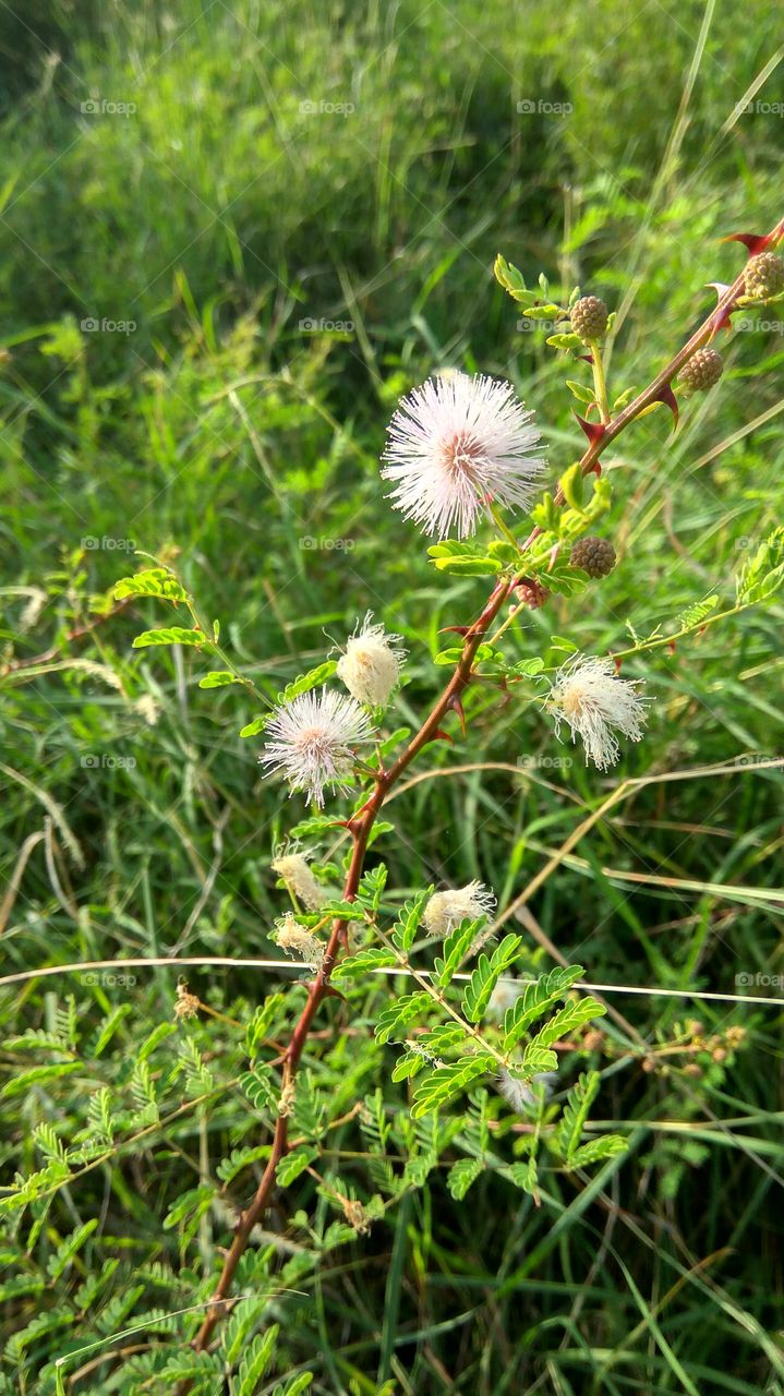 lovely flowers with many Niddles