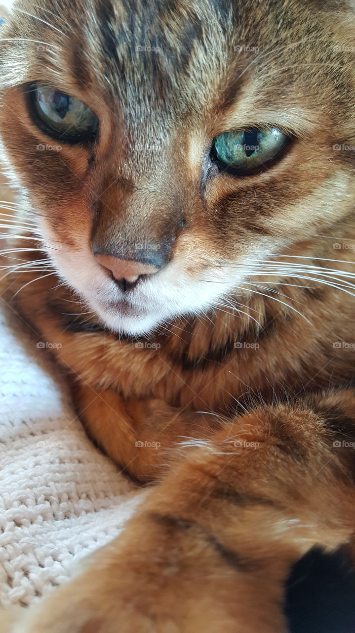 Tobin....my precious Bengal kitty.