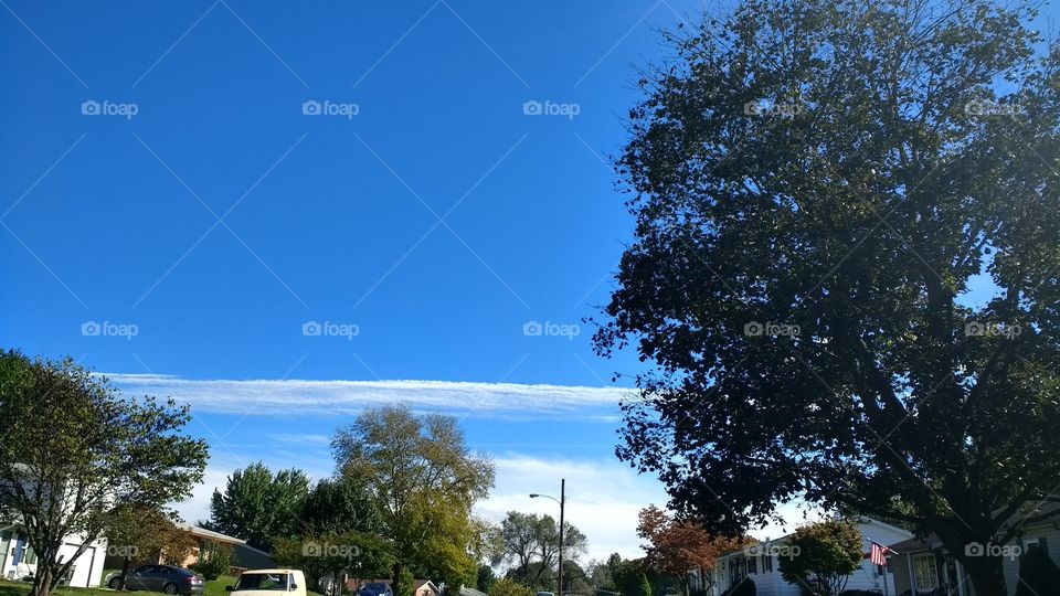 High Sky above the Trees