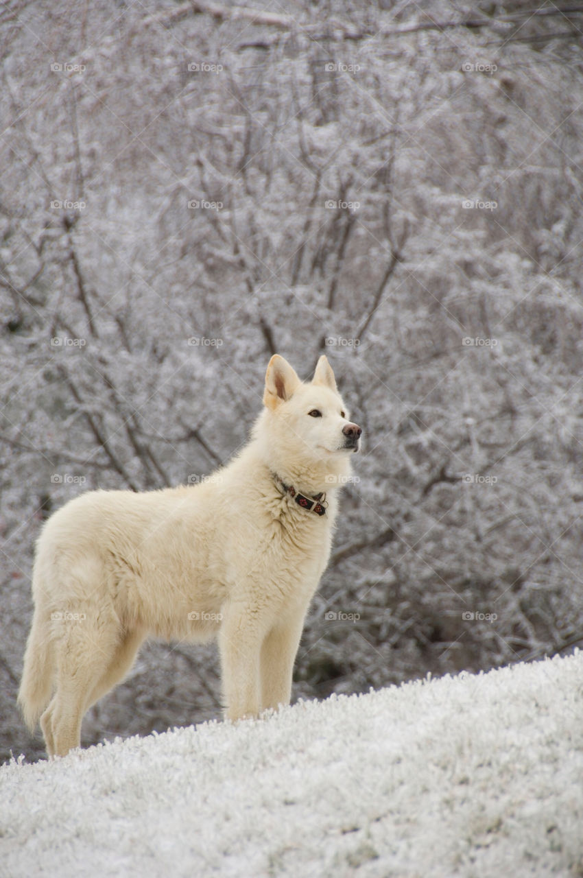 White dog standing on the ice encased grass after an ice storm