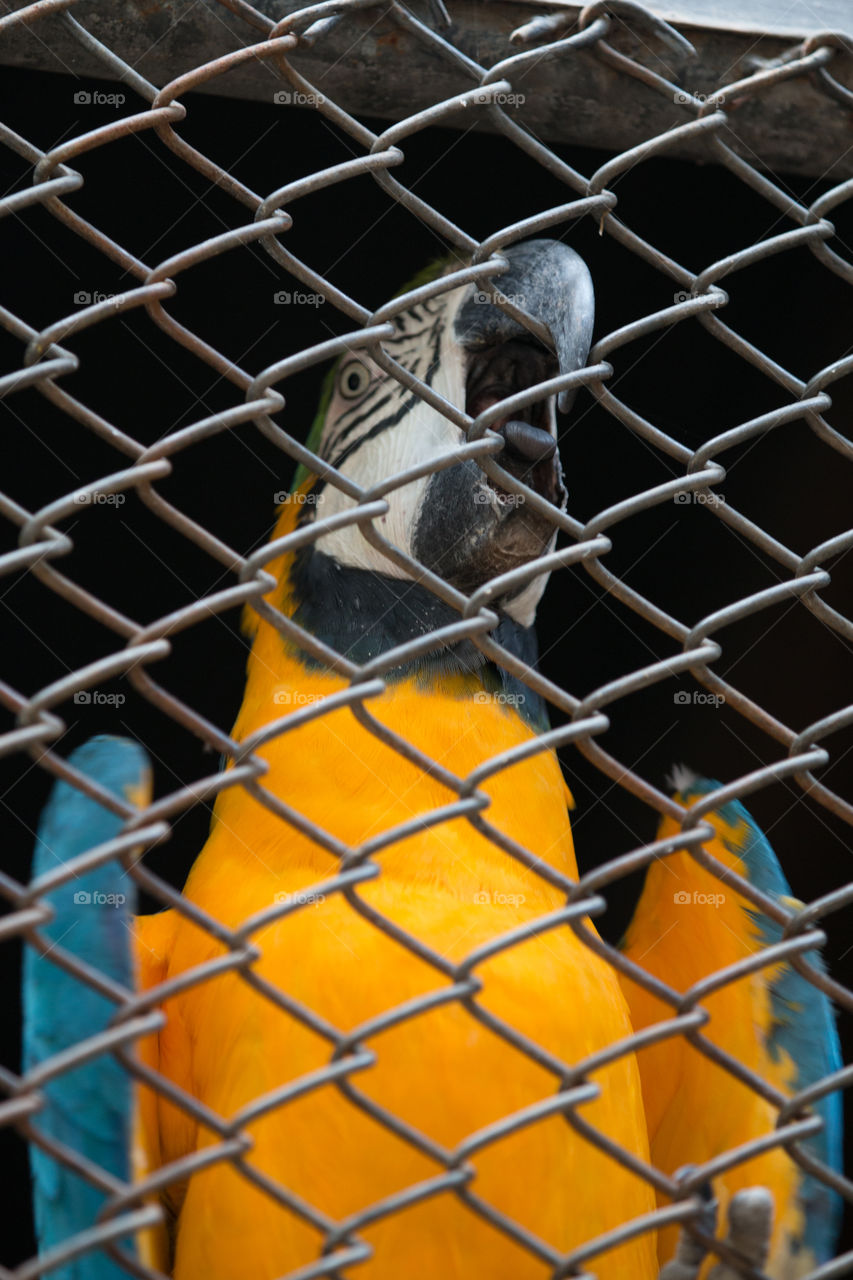 No Person, Cage, Nature, Desktop, Outdoors