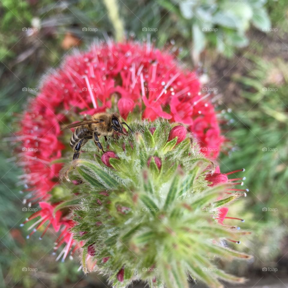 Bee on red flower