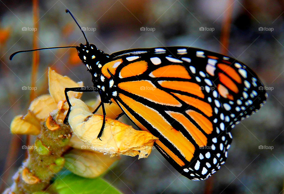 Beautiful butterfly visiting my campsite.