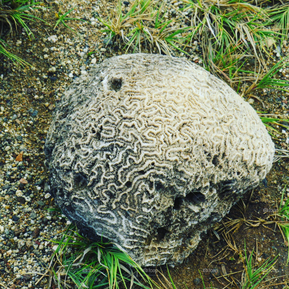 ¿Cerebro? - ¿Brain?