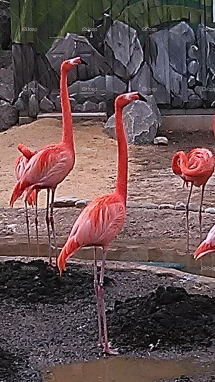 Flamingo