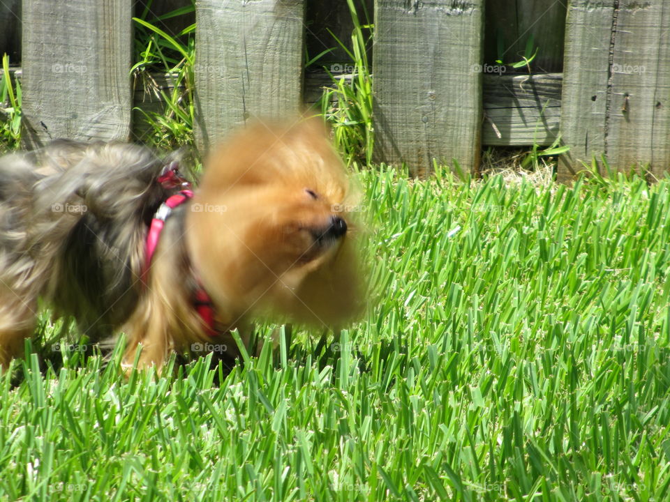 Terrier shaking head. creative blur: terrier puppy playing and shaking it off outside in grass