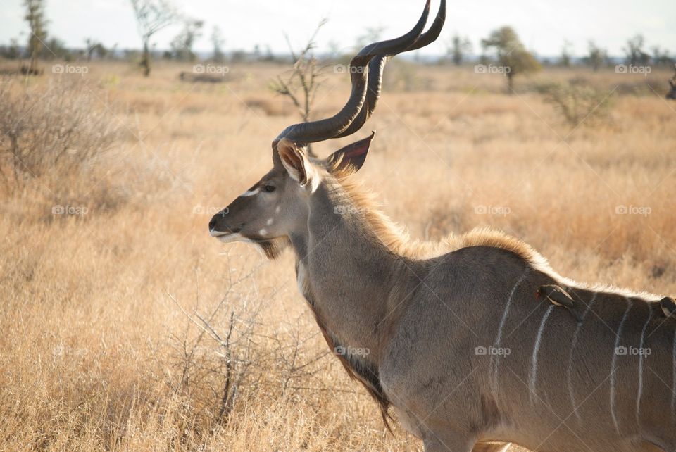 Beautiful South African Kudu