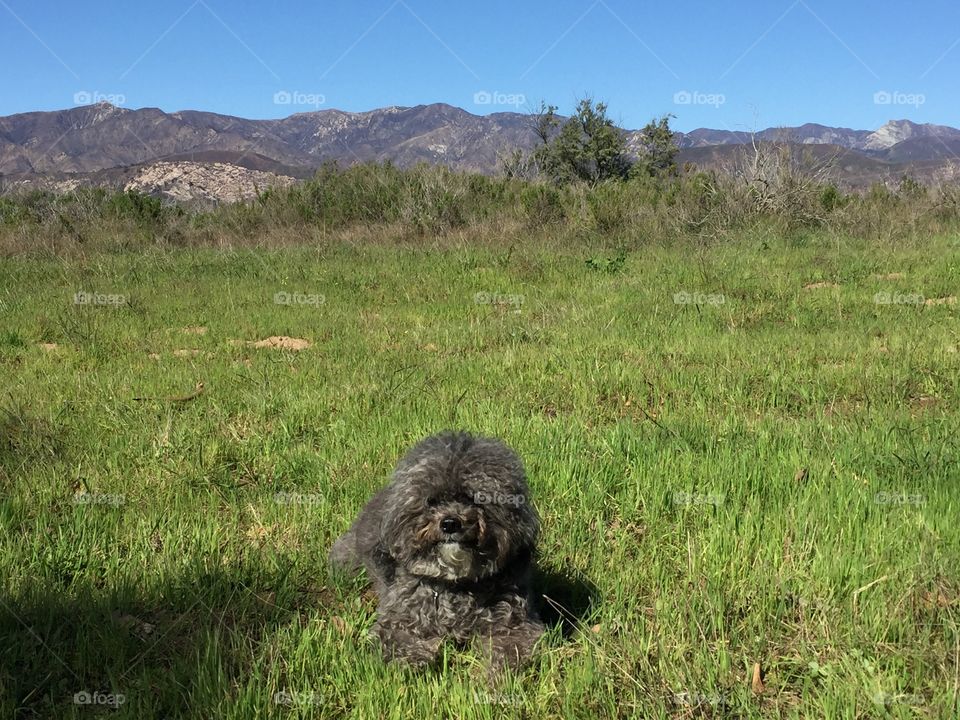 Izzy - Carpinteria 1