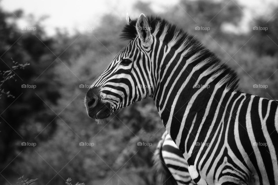 black and white shot of a zebra.