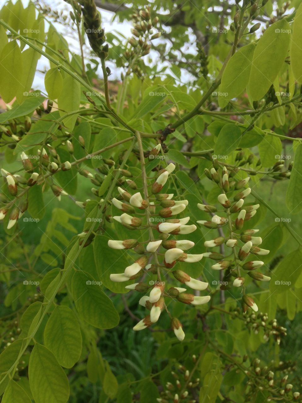 Fresh flower bud on plant