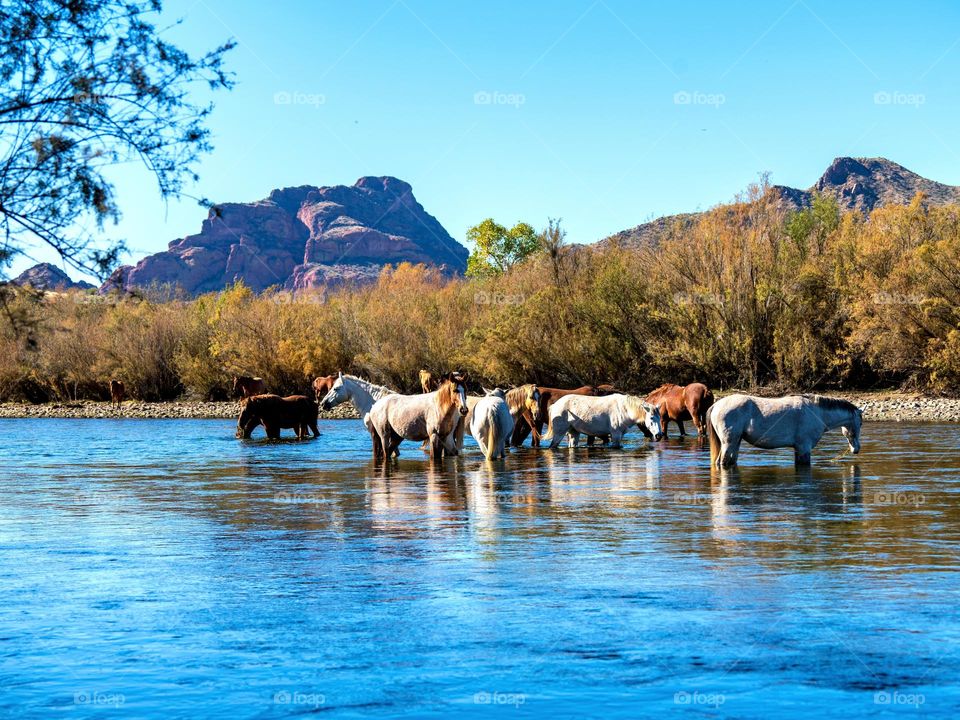 Wild horses gather in the shadow of Red Mountain in Arizona's Salt River to feed and drink