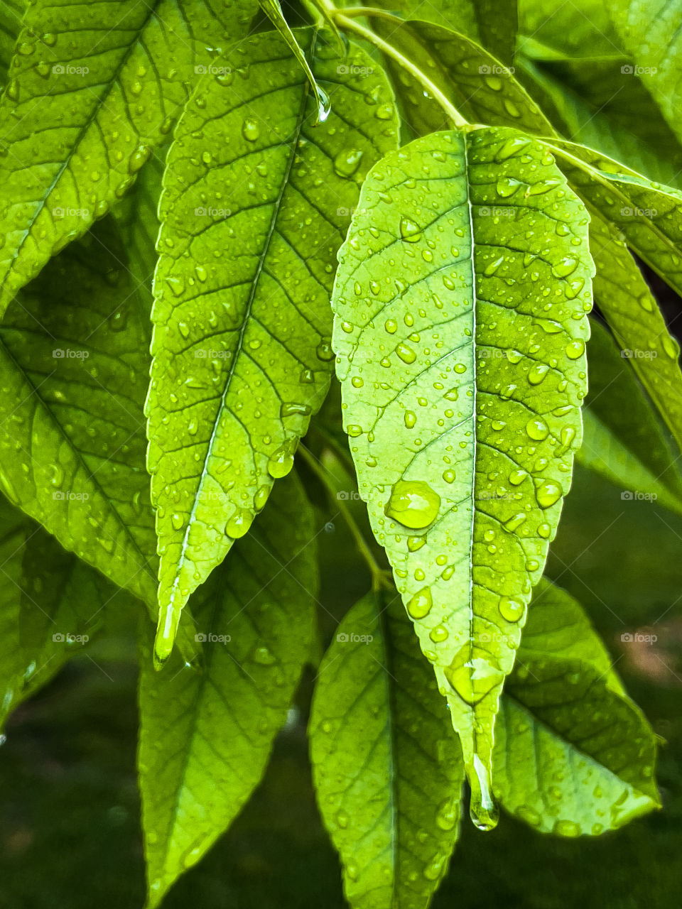 Green plant with raindrops 