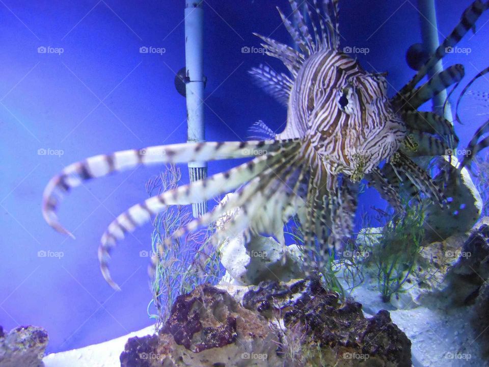 Underwater, Aquarium, Ocean, Fish, Sea