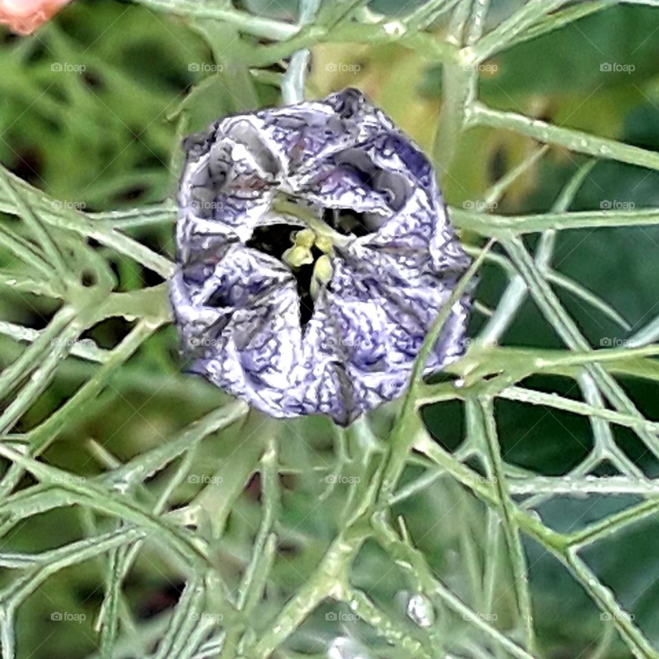 late coming  flower bud of black cumin