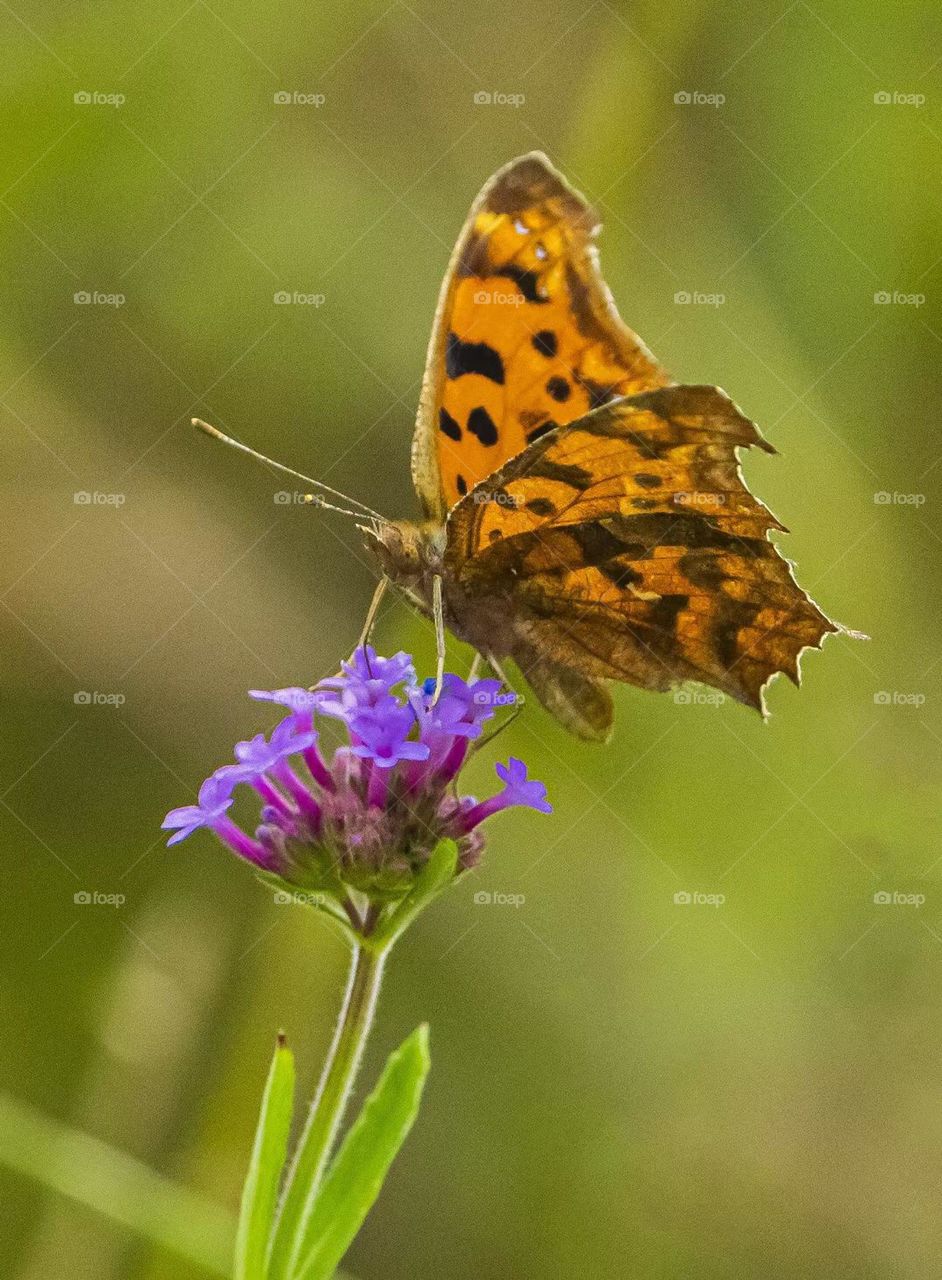 Flowers and butterfly 