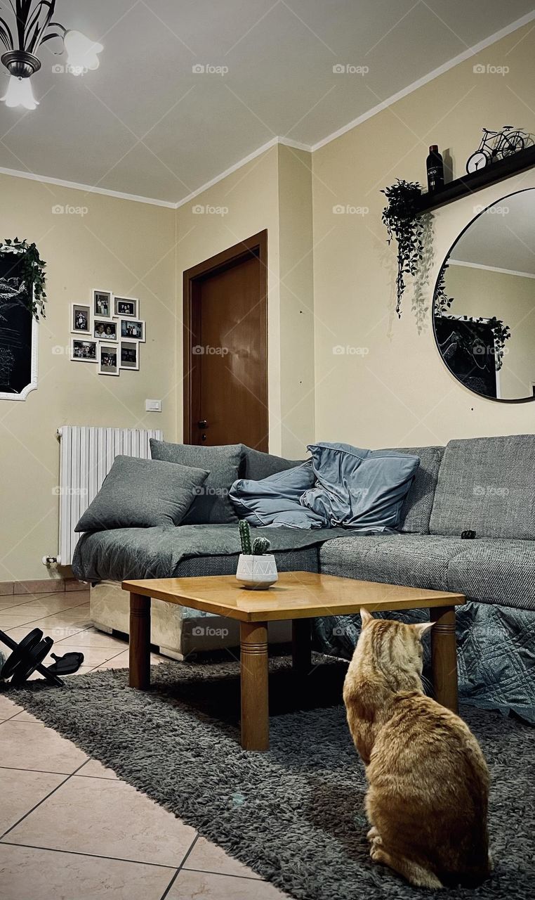 Waiting for hooman to come out from that door