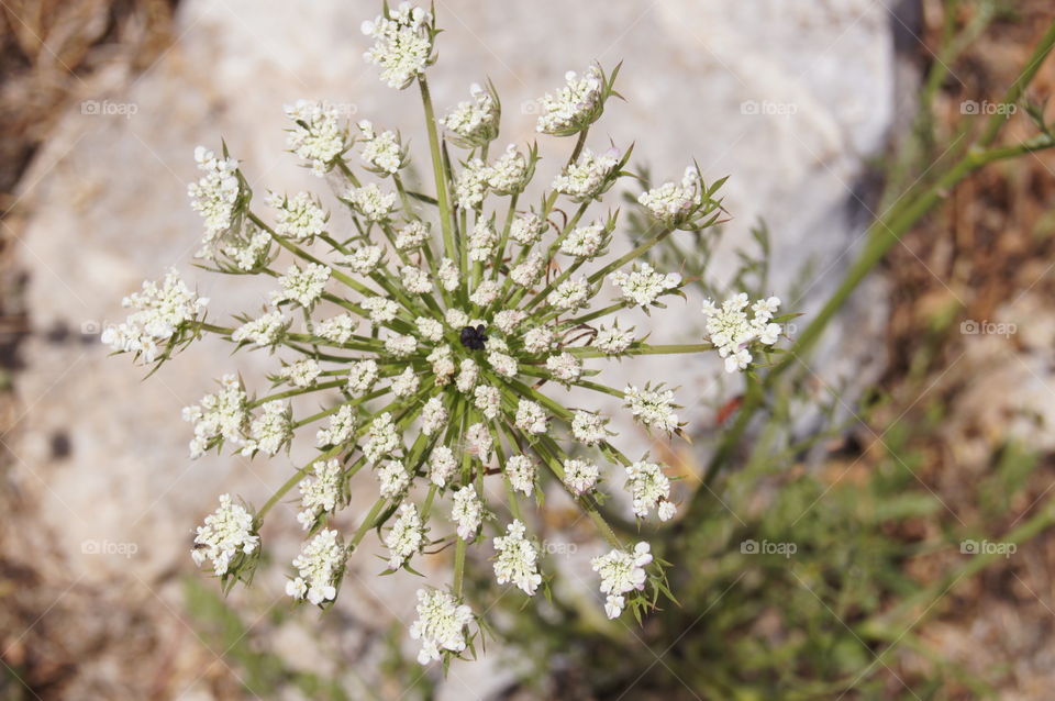 geometric flora - these flowers were growing like weeds everywhere on Delos, a historic island/museum.  Located about 30 minutes by ferry from Mykonos, Greece.