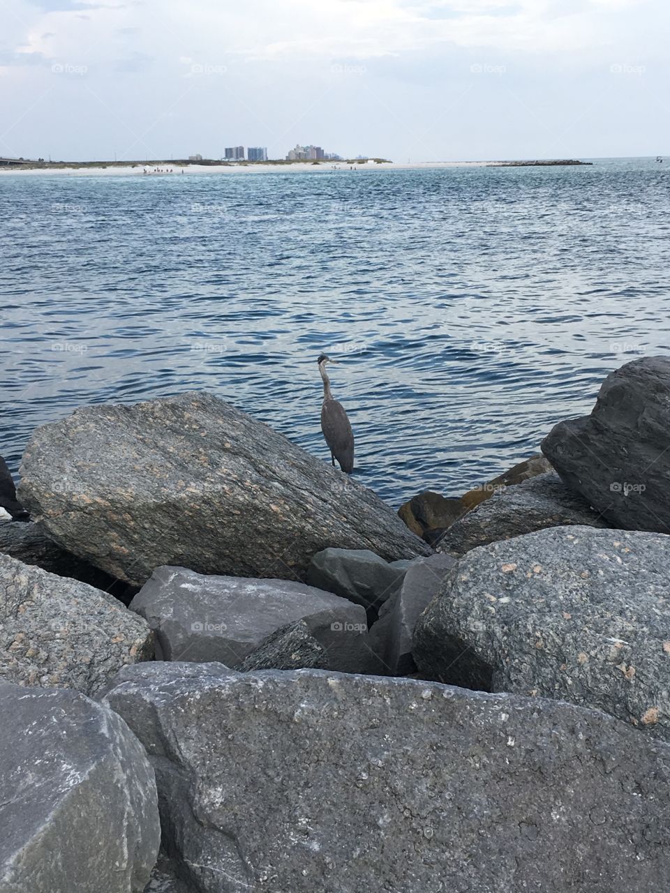 Bird on rock breakwater at the beach in Florida. 