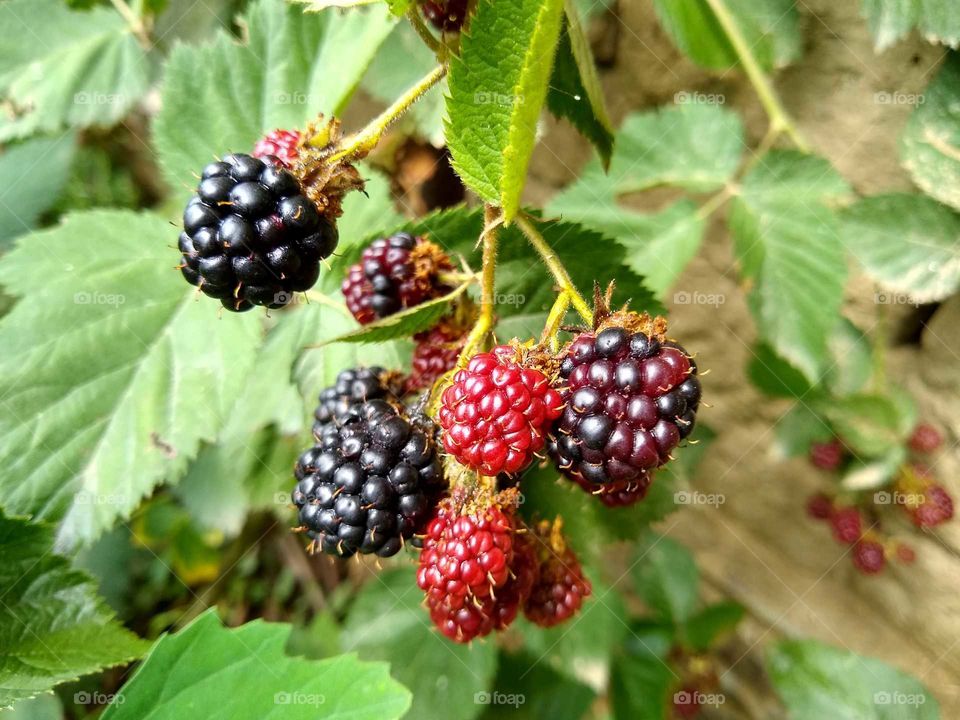 fresh blackberries