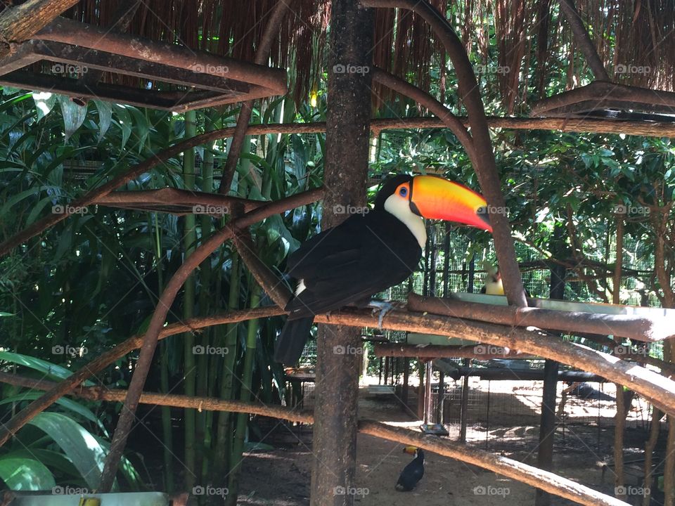 Toucan view in Foz do Iguaçu bird park, Brazil