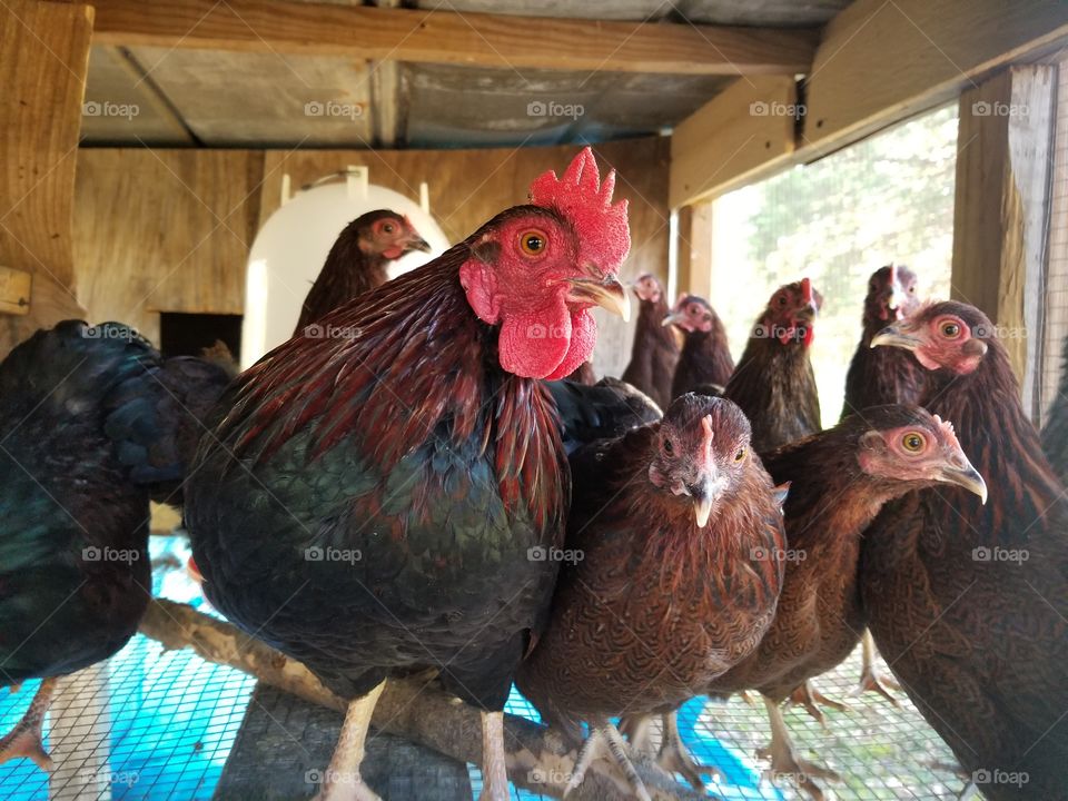 Partridge Rock Bantam Chickens