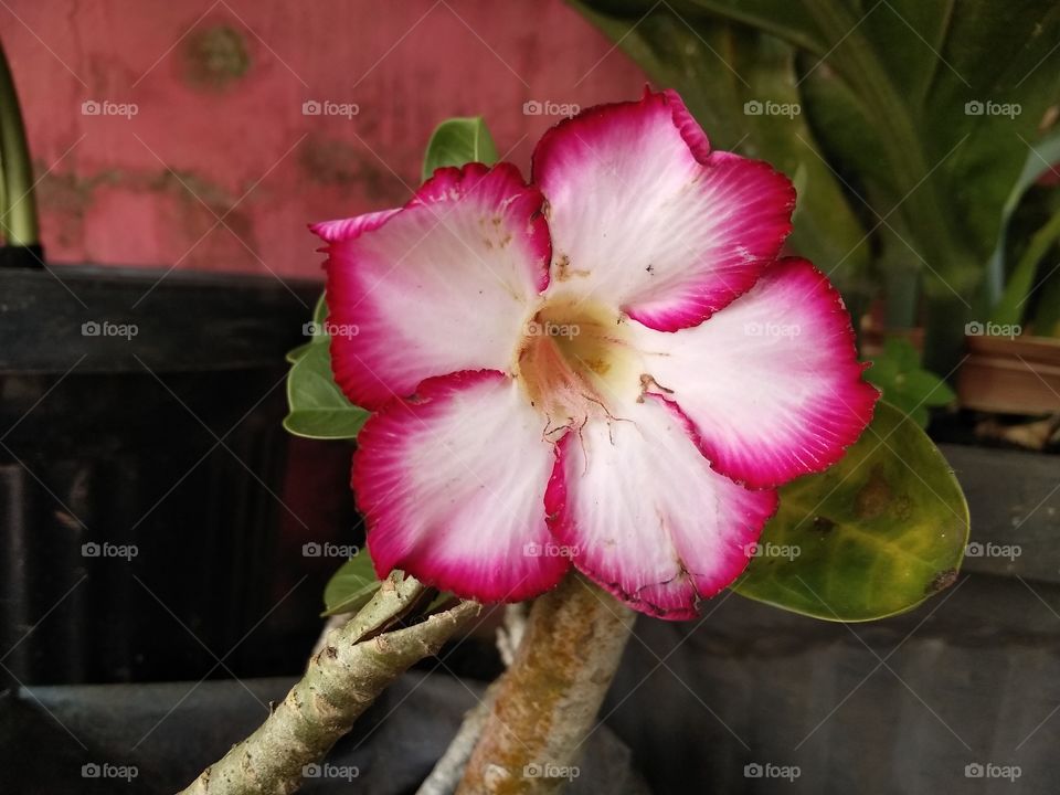 These flowers are like cute crackers