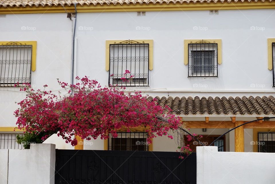 Plants#flowers#window