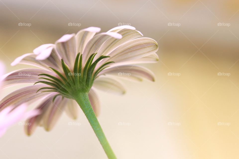 Close-up of flower