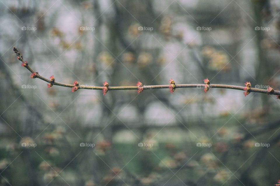 New spring blossoms in natural evening light