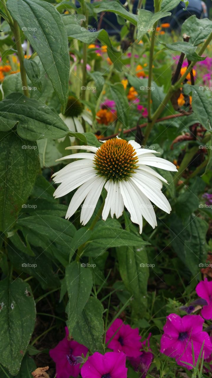 flower. withe flower