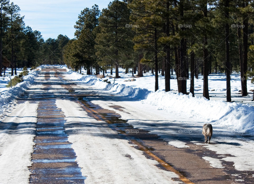 Winter wonderland in Arizona 