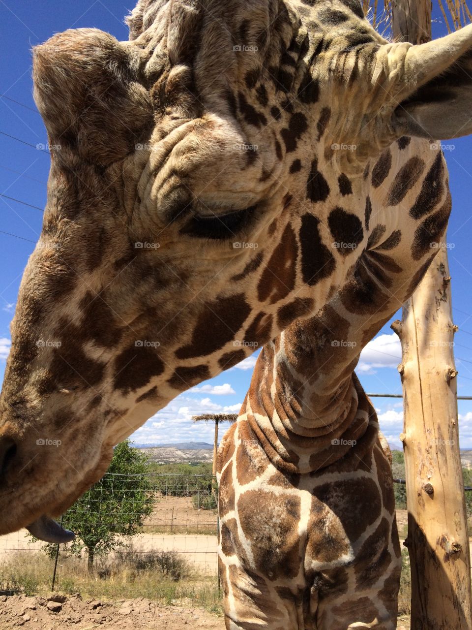 Feeding a giraffe