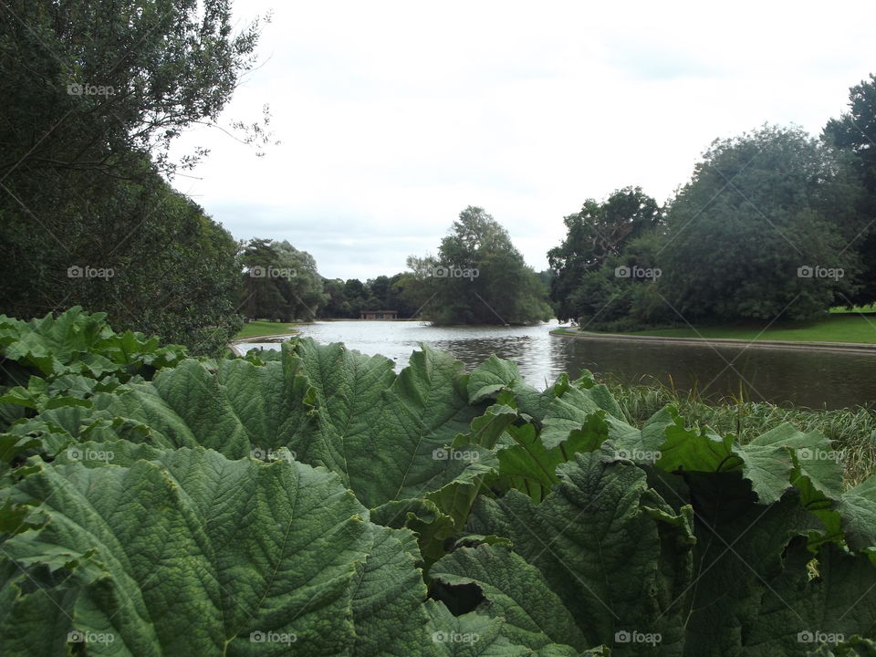 Giant Leaves